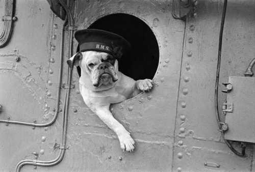 Badass animal photos
