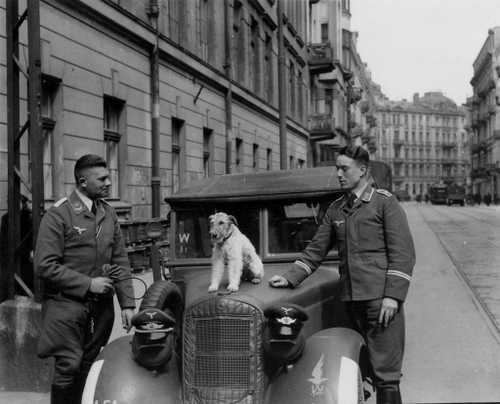 Luftwaffe fox terrier.