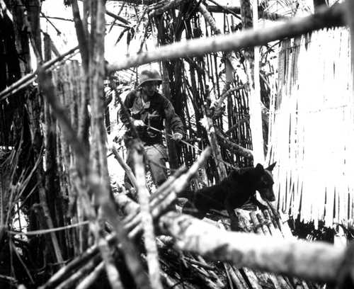 War Dog Platoon