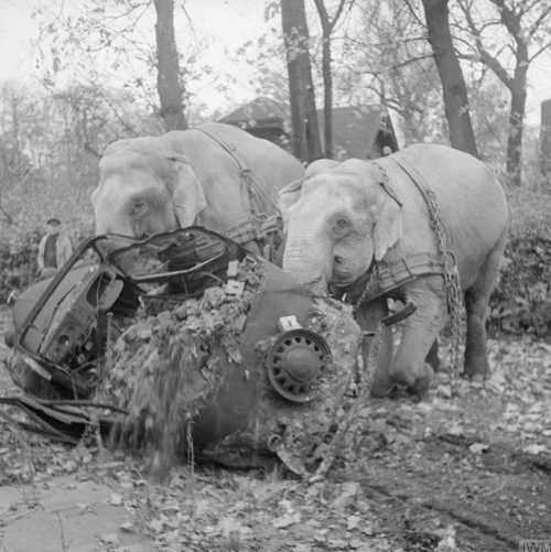 Elefants doing their bit