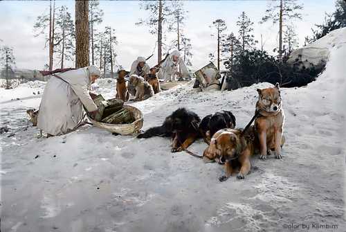 Dog sleds at the front, 1943