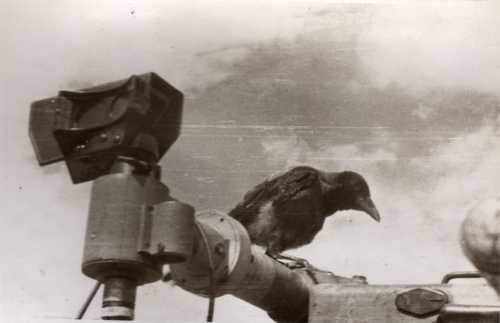 Bird