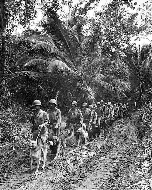 Dog patrol