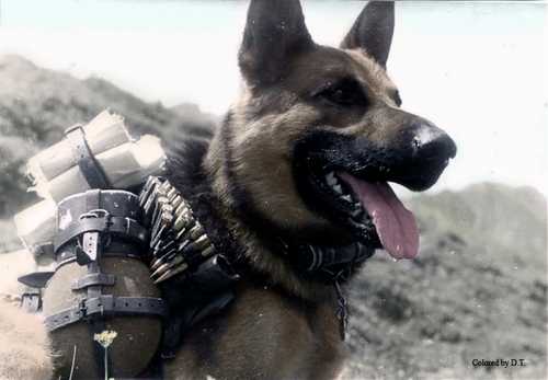 German dog on front.