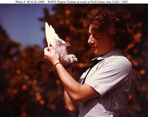 WAVE Pigeon Trainer at work  at NAS Santa Ana