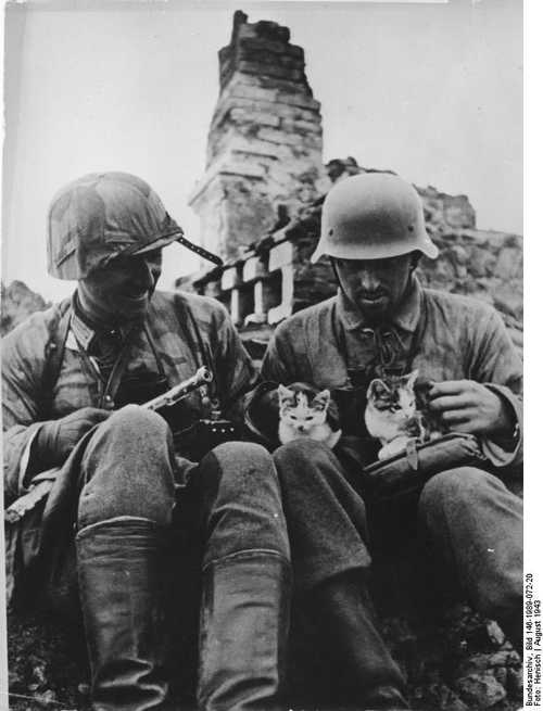 Cat Idyll On The Battlefield.