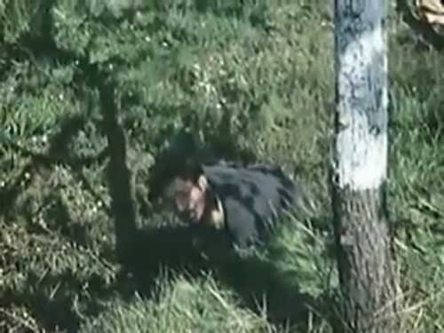U.S. Army Footage