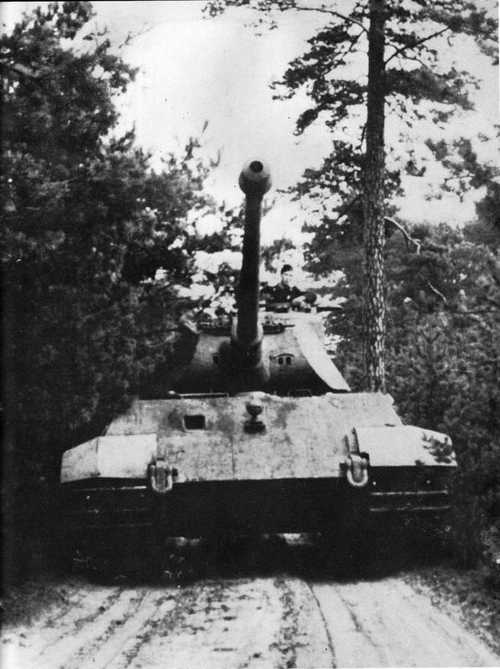 King Tiger
