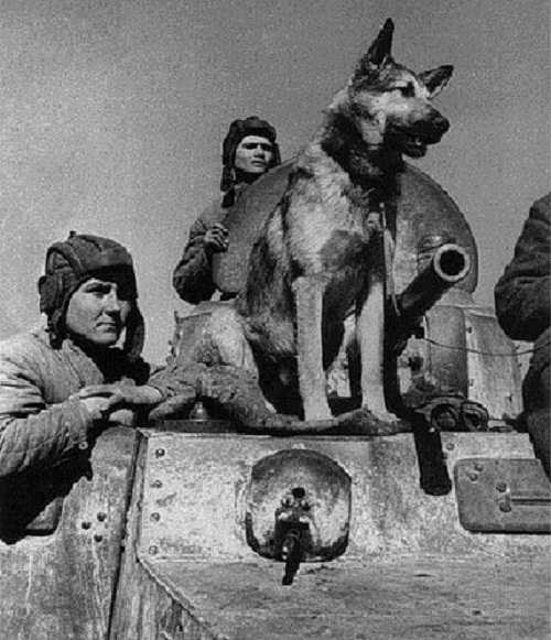 Dogged warrior - Djulbars (the Dog, that is ...)