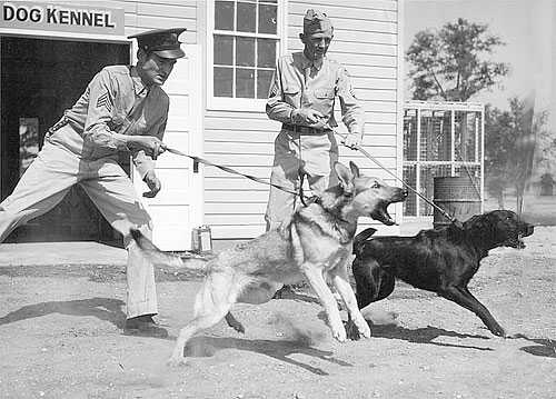 Sentry Dog Training